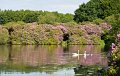 12. Rossmore in summer - The swan family